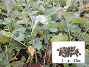 Photo semences et plantes : Colza fourrager
