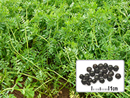 Photo semences et plantes : Lentille noirâtre
