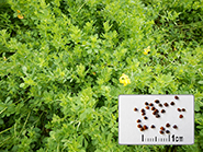 Photo semences et plantes : Lotier corniculé