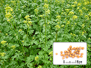 Photo semences et plantes : Moutarde blanche nématicide