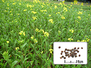 Photo semences et plantes : Moutarde brune