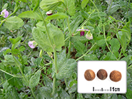 Photo semences et plantes : Pois fourrager d’hiver