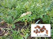 Photo semences et plantes : Radis chinois