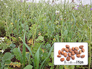 Photo semences et plantes : Radis fourrager nématicide tardif
