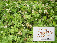 Photo semences et plantes : Trèfle blanc