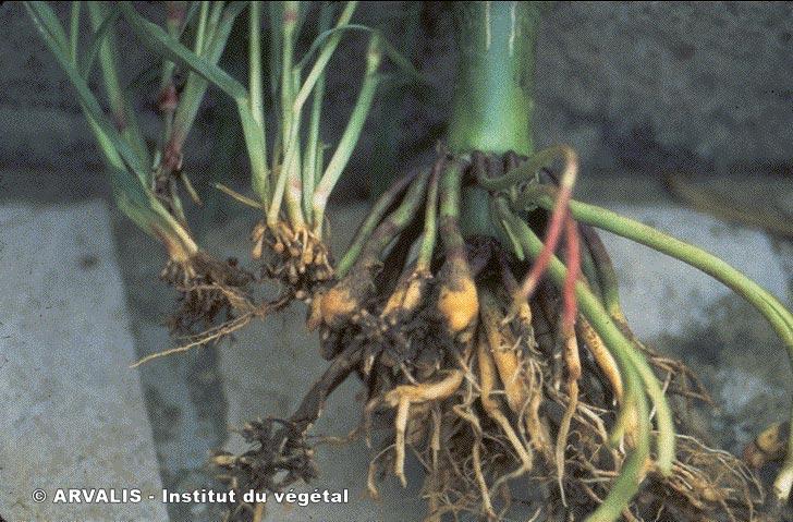 Quelle Plante Boursouflée Fait Des Graines Qui éclosent Instantanément