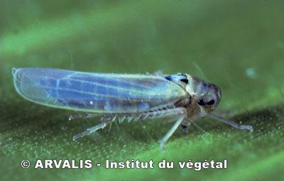 Cicadelle commune Zyginidia scutellaris