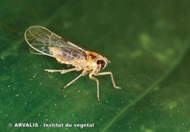 Cicadelle brune Laodelphax striatella