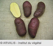 FRIVOL