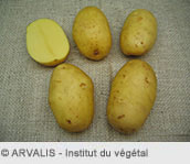 LOVALIE